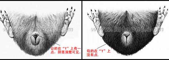 荷蘭豬養殖方法