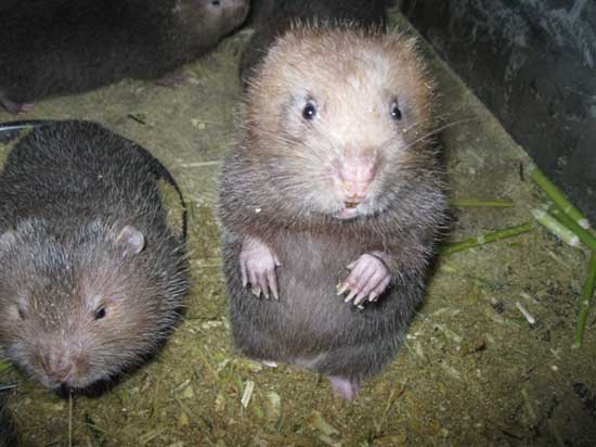 竹鼠飼養管理方法