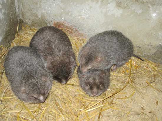 竹鼠飼養管理方法