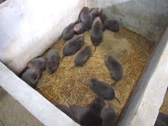 竹鼠飼養管理方法