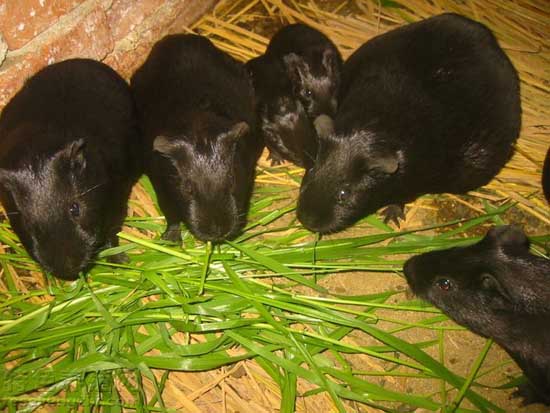 黑豚飼養管理方法