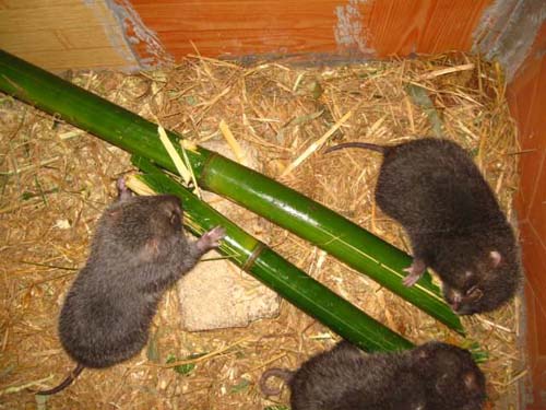 竹鼠飼養管理方法