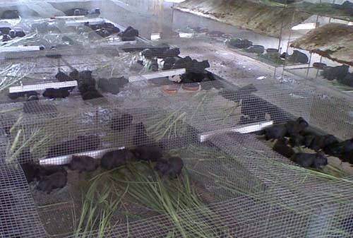 黑豚飼養管理方法