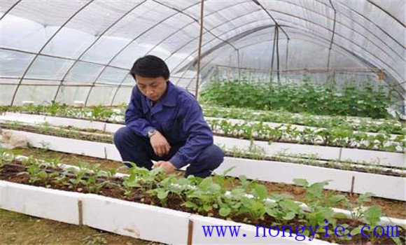 大棚番茄品種應耐低溫、早熟