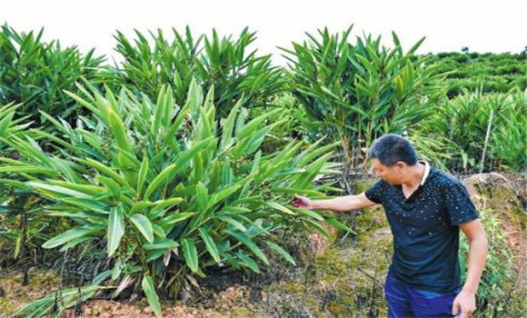 砂仁種植技術要點