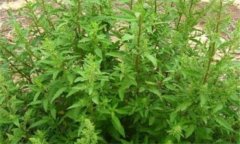 荊芥什么季節種植 荊芥栽培管理技術要點