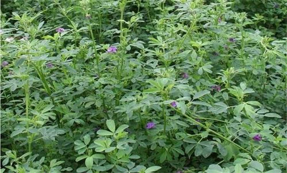 紫花苜蓿種植技術要點