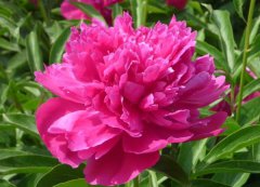 芍藥花的花語是什么？