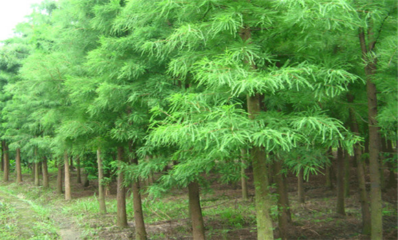 池杉與水杉區別