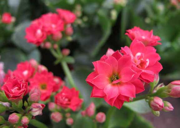 長壽花養殖方法