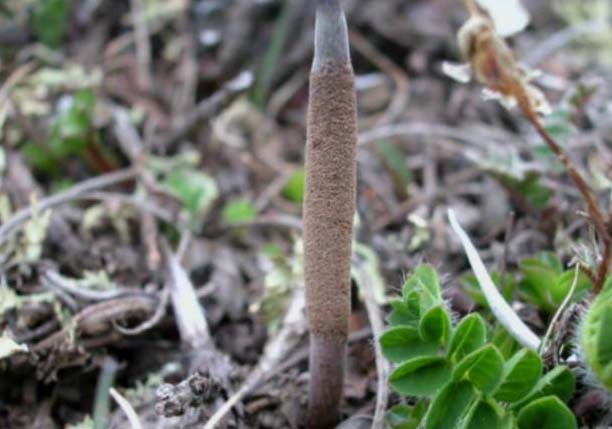 中藥材種植技術
