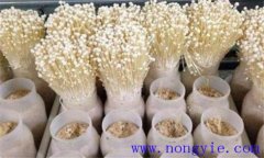 金針菇栽培季節、品種和場地選擇