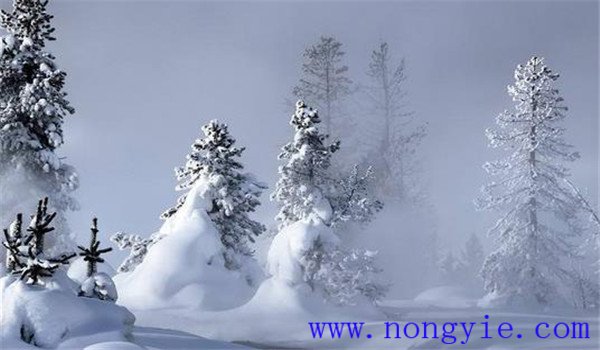 雪松對生長環境的要求