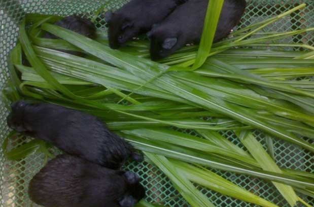 黑豚飼養方法