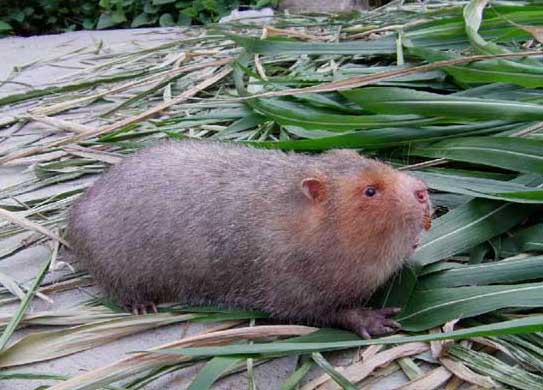 竹鼠飼養方法