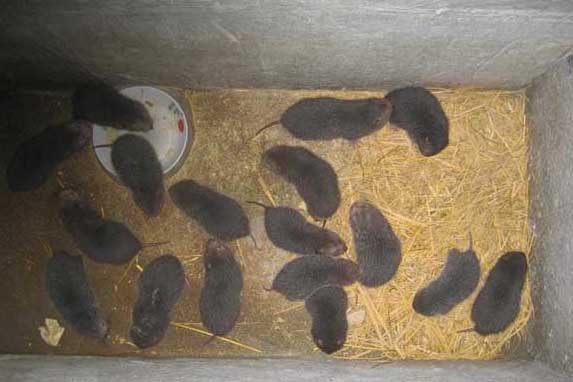 竹鼠養殖