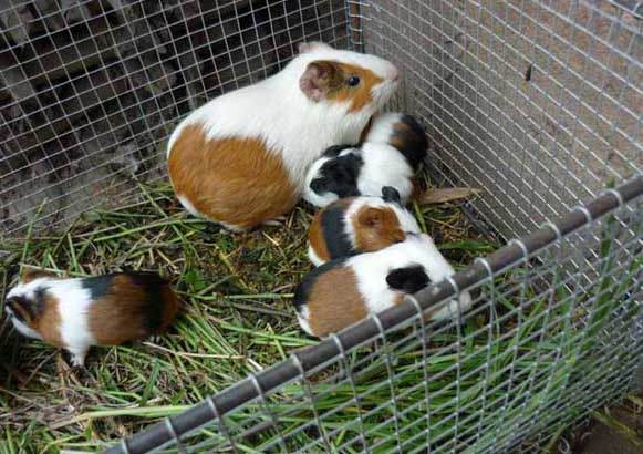 黑豚的飼養技術