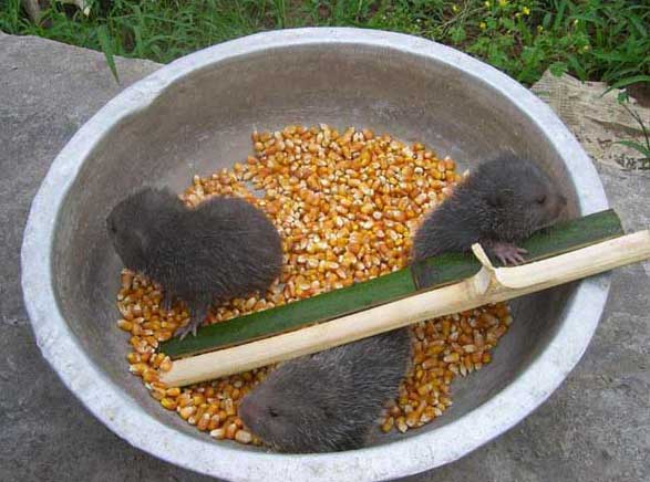 竹鼠的飼養技術