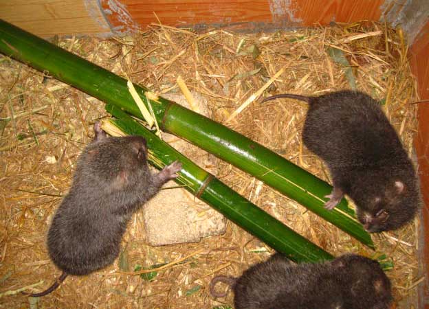竹鼠的養殖技術