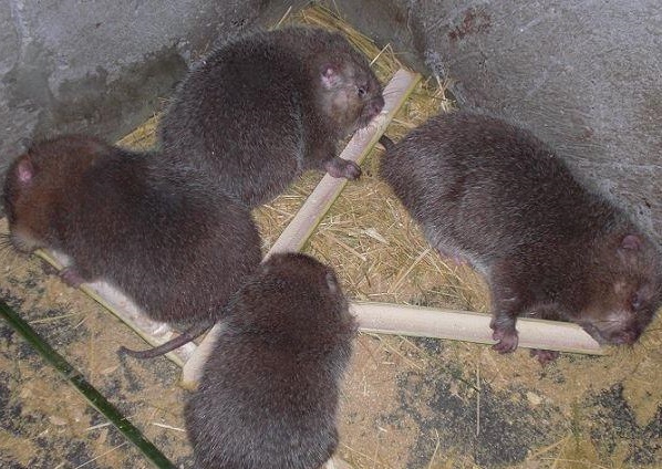 竹鼠養殖