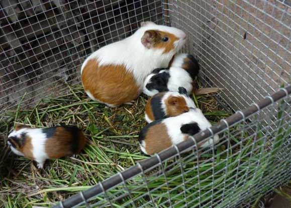 黑豚飼養管理方法