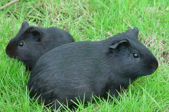 黑豚飼養方法