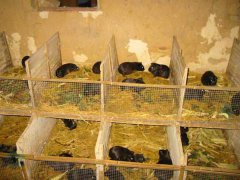 中國黑豚養殖技術