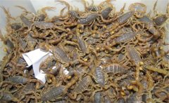 養蝎子需要投資多少錢，養殖蝎子一年賺多少？
