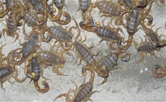 養殖蝎子一年賺多少錢