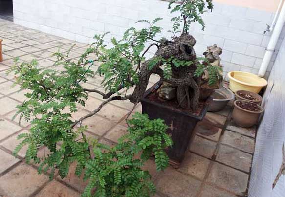 花卉的養殖方法