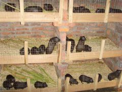 竹鼠養殖場日常工作管理方案