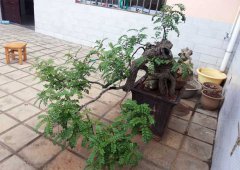 清香木盆景的制作方法和養護管理
