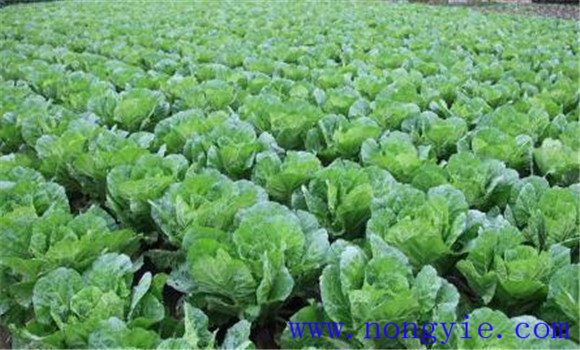 白菜施肥方法、用什么肥料