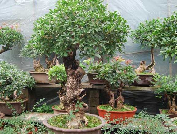 桂花的養殖方法－桂花怎么養－桂花圖片圖片