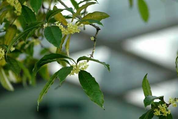 桂花養殖方法