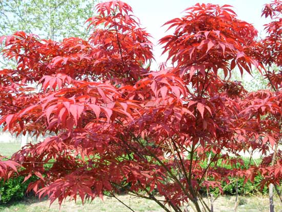 紅楓怎么養