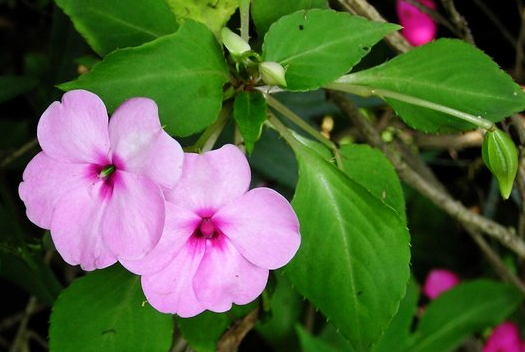 鳳仙花的養殖方法