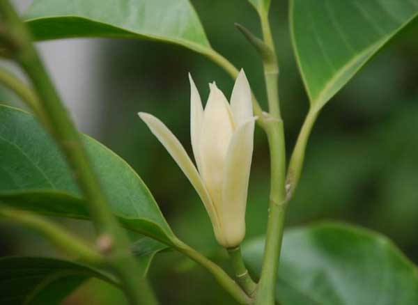 白蘭花怎么養