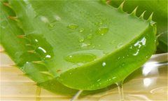 蘆薈能延緩衰老嗎？蘆薈為什么能延緩衰老？