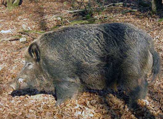 野豬飼養管理方法