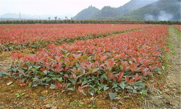 石楠種植季節是何時