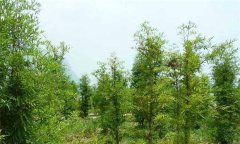 中山杉種植方法與養護要點
