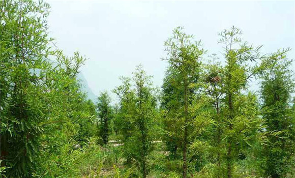 中山杉養護技術