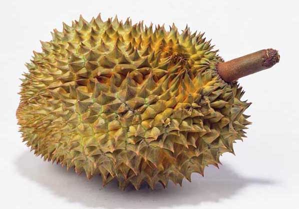 榴蓮種植技術