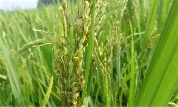 水稻穎殼不閉合、不灌漿怎么辦