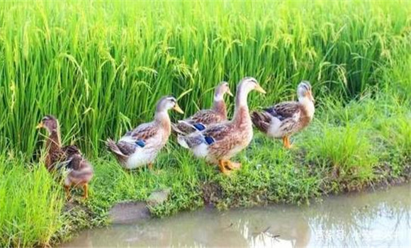 稻田養鴨要及時捕鴨