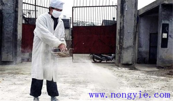 育成鴨飼養育成鴨注意事項