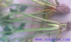 西芹裂根是怎么回事？怎樣防止？