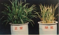氮、磷、鉀對植物的作用分別是什么