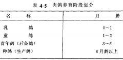肉鴿的飼養管理方法